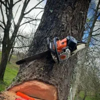 برش وقطع درختان نخل کنار کالاتوس گز کهور درخدمتیم