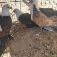 کربلایی ، کله سفید