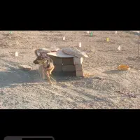 ژرمن شیپر کلاسیک بلک فیس