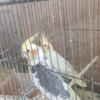 فنچ مرغ عشق پروانه ای عروس هلندی طوطی کتوله