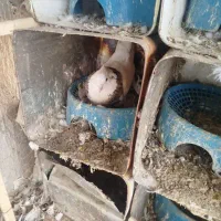 طوق نر گومشده|حیوانات|یاسوج, |دیوار