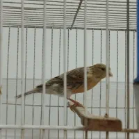 قناری ماده