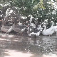 غاز