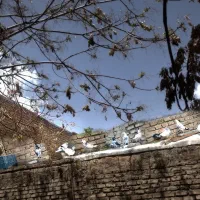 ۸ تا کبوتر پرشی