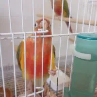 گرینچک جفت نروماده معاوضه