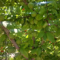 فروش باغ ۵۰۰ متر منطقه باغی قهجاورستان|فروش خانه و ویلا|اصفهان, قلعه نو|دیوار