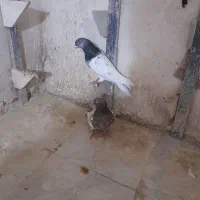 ۲ جفت کله ۳۸۰۰|پرنده|شیروان (خراسان), |دیوار