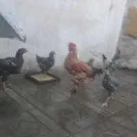 مرغ خروس سه منظوره|حیوانات مزرعه|سلمانشهر, |دیوار