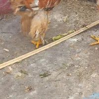 سلام خروس برهما