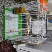 فروش عروس هلندی|پرنده|سهند, |دیوار