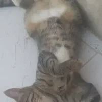 واگذاری  دو گربه نروماده زیبا