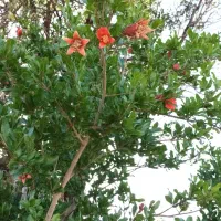 تفاله خشک۲۴تومن