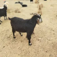 بره وبزغاله
