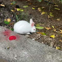 خرگوش|موش و خرگوش|دوگنبدان, |دیوار