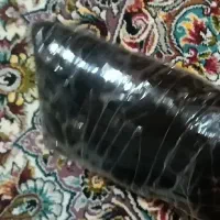 خرمای محلی ناب