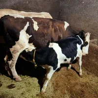 گاو|حیوانات مزرعه|حلب, |دیوار