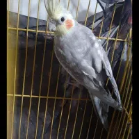 عروس هلندی سخنگو