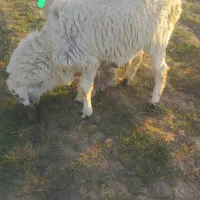 گوسفند فروشی