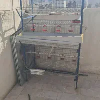 قفس مرغ