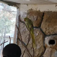 طوطی ملنگو و جفت گینجک|پرنده|شاندیز, |دیوار