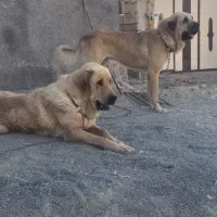 دوتا پژدر گشمده