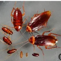 سمپاشی منازل سمپاشی ارگانیک تضمینی