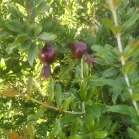 باغ 1500متری،معاوضه با خودرو