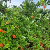 زمین-کشاورزی-با-آب