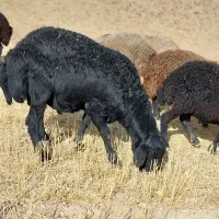 یونجه درجه یک ۶تن جو۱۶۰۰کیلو کاه ۱۲۰ خلوار