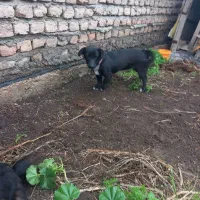 پاکوتاه ماده بهمراه بره دزدیده شده