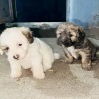 سگ پاکوتاه|سگ|لوندویل, |دیوار