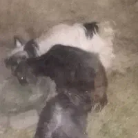 دو عدد بزغاله