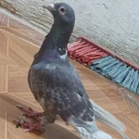 فروش دو عدد پلاکی