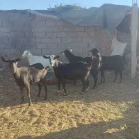 پنج راس بز آبستن کوهبنان|حیوانات مزرعه|کوهبنان, |دیوار