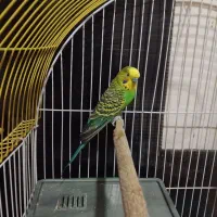 جفت مرغ عشق|پرنده|شاهین‌شهر, شهرک گلدیس|دیوار