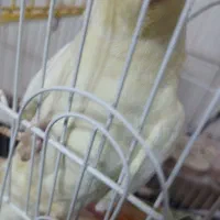 عروس هلندی سخن گو