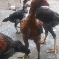 جوجه لاری