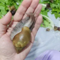 فروش حلزون اچاتینا و البینو و خاویار حلزون