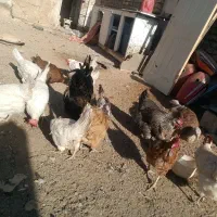 مرغ وخروس قیمت پایینترازهمجا|حیوانات مزرعه|خواف, |دیوار