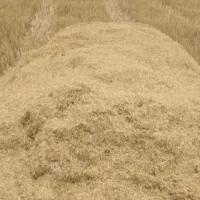 کاه