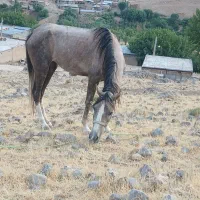 اسب