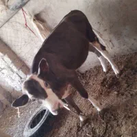 گاو|حیوانات مزرعه|چمران, |دیوار