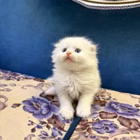 واگذاری بچه گربه اسکاتیش بیریتیش لانگ هیر دبل فولد