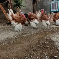 بوقلمون بوربرون بالغ نر