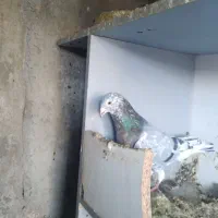 کفتر