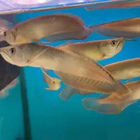 ماهی زینتی|ماهی|فولادشهر, B4|دیوار