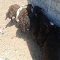 بره نرقزل افشار ۹راس