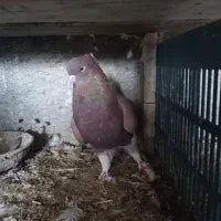 کبوتر|پرنده|سیمین شهر, |دیوار