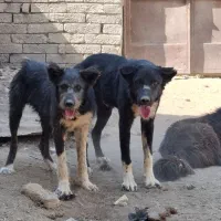 سگ قدرجونی|سگ|فلاورجان, |دیوار