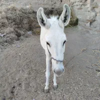 الاغ ماده
